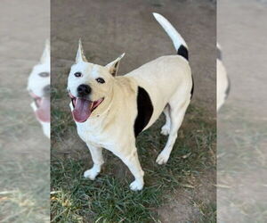 American Pit Bull Terrier-Unknown Mix Dogs for adoption in Riverside, CA, USA