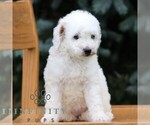 Small #1 Goldendoodle (Miniature)