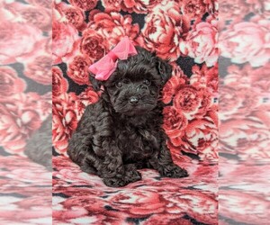 Poodle (Toy)-Yorkshire Terrier Mix Puppy for sale in LEOLA, PA, USA