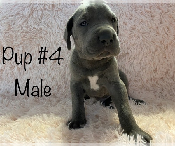 Medium Photo #1 Great Dane Puppy For Sale in LADOGA, IN, USA
