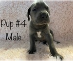 Small Photo #1 Great Dane Puppy For Sale in LADOGA, IN, USA
