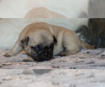 Small Photo #60 Pug Puppy For Sale in WINNSBORO, TX, USA