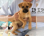 Small Boxer-Retriever  Mix