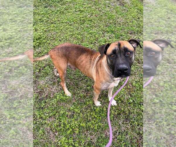 Medium Photo #4 Mutt Puppy For Sale in Abbeville, LA, USA