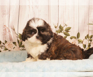 Shih Tzu Puppy for sale in PENNS CREEK, PA, USA