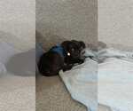 Small #5 Labrador Retriever Mix