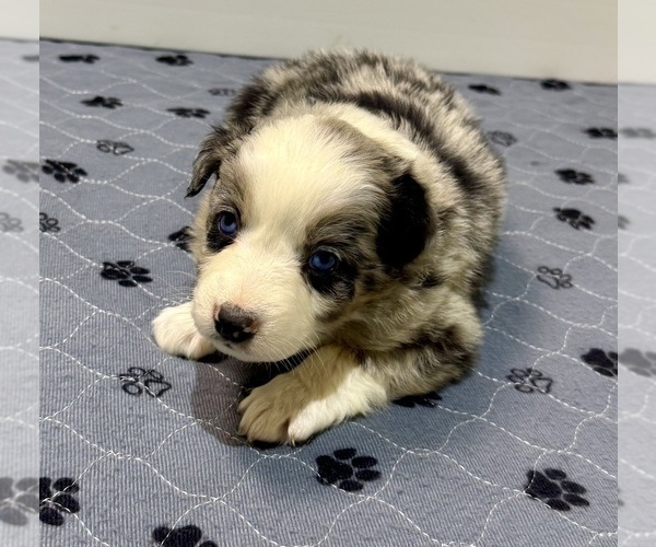 Medium Photo #26 Miniature Australian Shepherd Puppy For Sale in SALISBURY, NC, USA