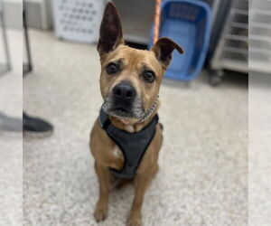 American Pit Bull Terrier-American Staffordshire Terrier Mix Dogs for adoption in Shermans Dale, PA, USA