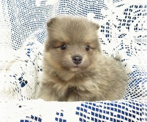 Pomeranian Puppy for sale in NORWOOD, MO, USA