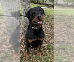Rottweiler Dogs for adoption in Fort Lauderdale, FL, USA