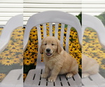 Puppy 3 Golden Retriever