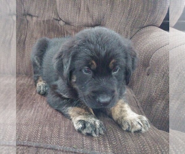 Medium Photo #1 Golden Shepherd Puppy For Sale in HAMPTON, MN, USA