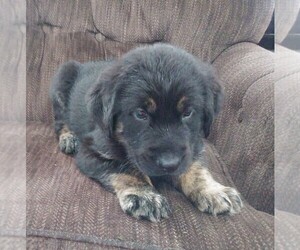 Golden Shepherd Puppy for Sale in HAMPTON, Minnesota USA