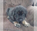 Small Golden Shepherd