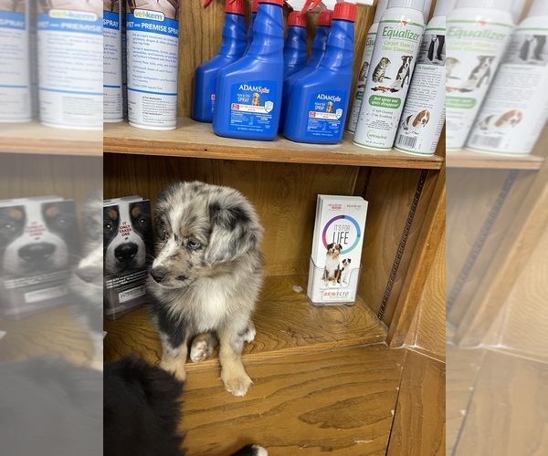 Medium Photo #4 Miniature Australian Shepherd Puppy For Sale in TERRELL, TX, USA