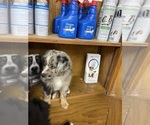 Small #3 Miniature Australian Shepherd