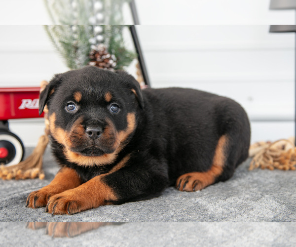 Medium Photo #30 Rottweiler Puppy For Sale in BRYANT, IN, USA
