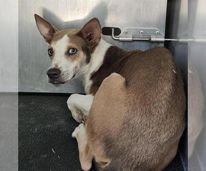 Rat Terrier-Unknown Mix Dogs for adoption in San Antonio, TX, USA
