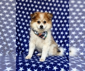 Pomeranian Puppy for sale in CHRISTIANA, PA, USA