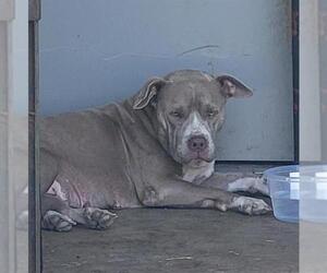 American Staffordshire Terrier-Unknown Mix Dogs for adoption in San Antonio, TX, USA