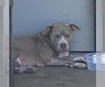 Small American Staffordshire Terrier Mix
