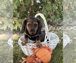 Demi - Female Dachshund Puppy for Sale - Photo #4