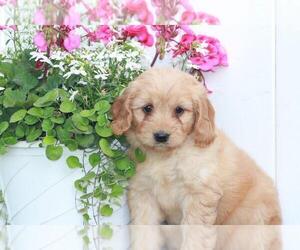 Goldendoodle (Miniature) Puppy for sale in SHILOH, OH, USA