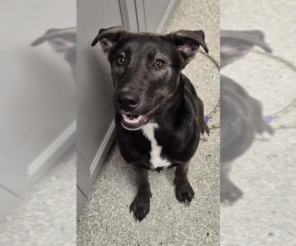 Medium Photo #1 German Shepherd Dog-Unknown Mix Puppy For Sale in Lodi, CA, USA