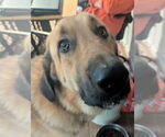 Small #8 Anatolian Shepherd Mix