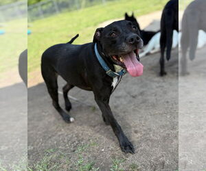 Labrador Retriever Dogs for adoption in Virginia Beach, VA, USA