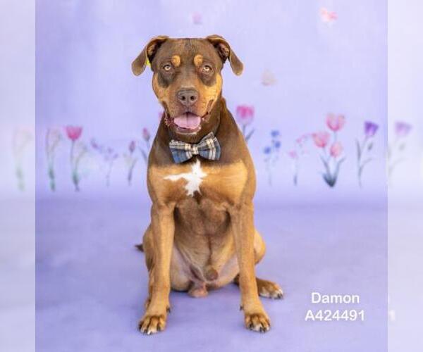 Medium Photo #2 Mutt Puppy For Sale in Conroe, TX, USA