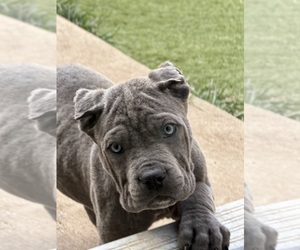 Cane Corso Puppy for sale in JOLIET, IL, USA