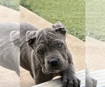Image preview for Ad Listing. Nickname: Cane Corso Pups