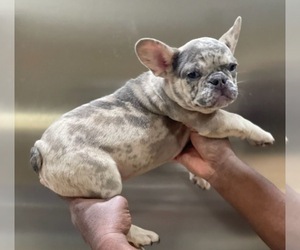 Medium French Bulldog