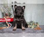Puppy Levi German Shepherd Dog