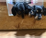 Small Dachshund