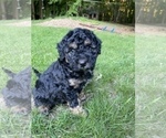 Small Photo #28 Aussiedoodle Miniature  Puppy For Sale in COMMERCE, MI, USA