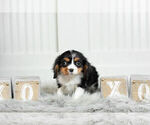 Small Photo #19 Cavalier King Charles Spaniel Puppy For Sale in WARSAW, IN, USA