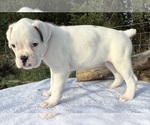 Small #8 Boxer