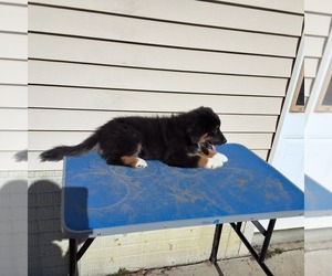 Australian Shepherd Puppy for sale in AMANDA, OH, USA