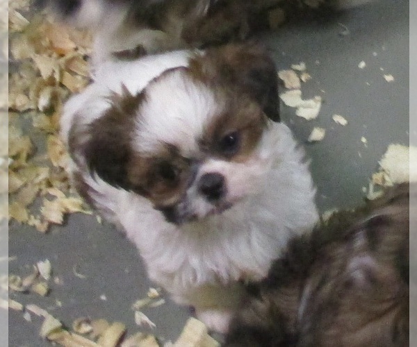 Medium Photo #19 Shih Tzu Puppy For Sale in CARROLLTON, GA, USA