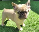 Small Photo #1 French Bulldog Puppy For Sale in LAS VEGAS, NV, USA