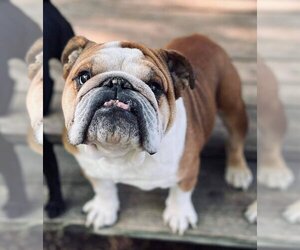 Bulldog Dogs for adoption in Omaha, NE, USA