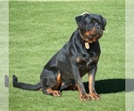 Small #9 Rottweiler