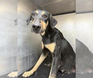 Doberman Pinscher-Unknown Mix Dogs for adoption in San Antonio, TX, USA