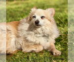 Small #1 Chihuahua