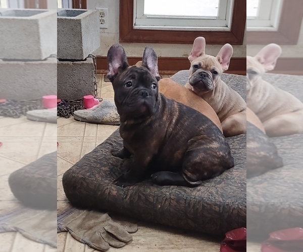 Medium Photo #1 French Bulldog Puppy For Sale in MIDLOTHIAN, VA, USA