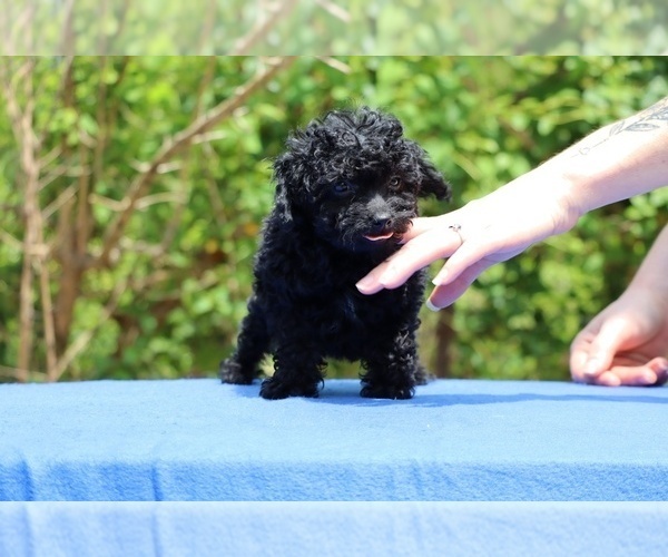 Medium Photo #18 Poodle (Toy) Puppy For Sale in DYERSBURG, TN, USA