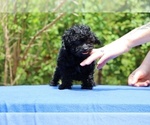 Small #17 Poodle (Toy)