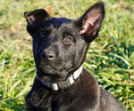 Puppy Puppy 5 Belgian Malinois